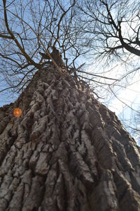 Low angle view of bare tree against sky