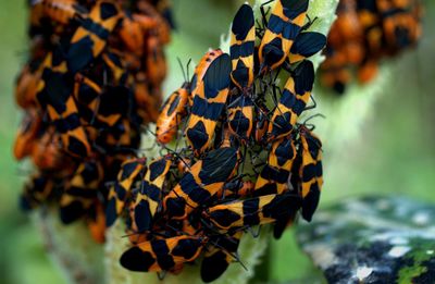 Close-up of leaves