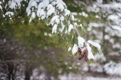 Frozen plant on tree during winter