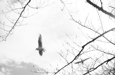 Low angle view of bird flying against the sky