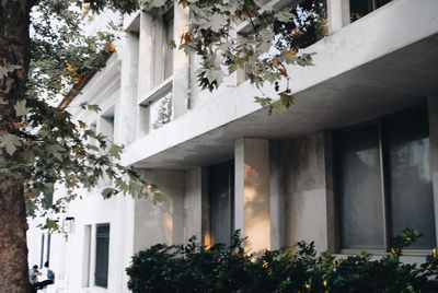 Potted plant against building
