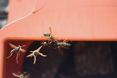 Close-up of insect