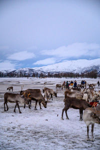 Sami village in tromso with reindeers