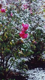 Close-up of pink bougainvillea blooming against sky