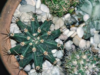 High angle view of succulent plant