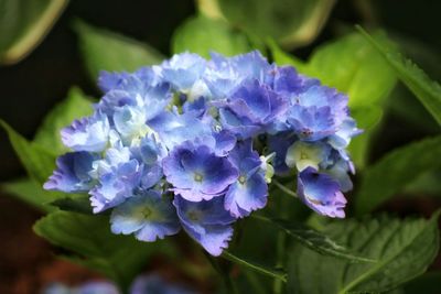 Close-up of purple flowering plant