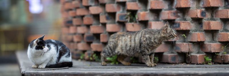 Close-up of a cat