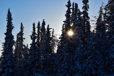 Low angle view of frozen trees against sky during winter