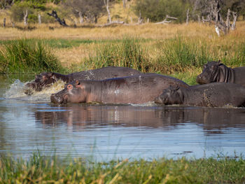 Group of hippopotamus in water, moremi game reserve, botswana