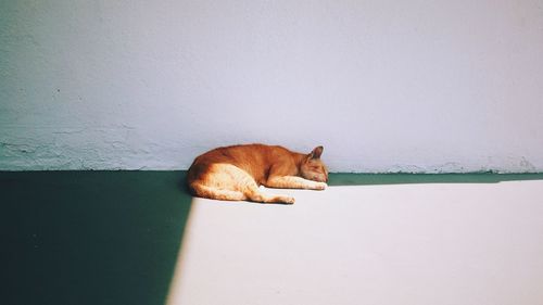 Cat sitting on wall