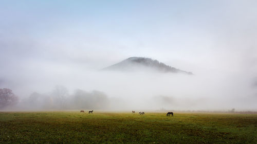 Scenic view of grassy field against sky