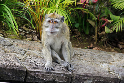 Portrait of monkey sitting on retaining wall against plants