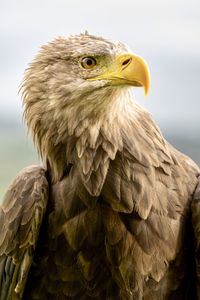 Eagle portrait , looks into camera