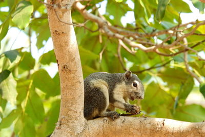 Squirrel on tree