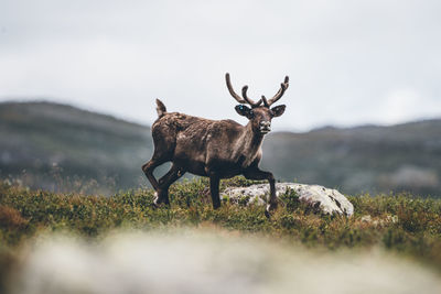 Deer walking on plants against clear sky