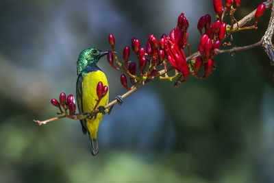 Close-up of bird perching on plant