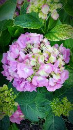 Close-up of flowers blooming outdoors