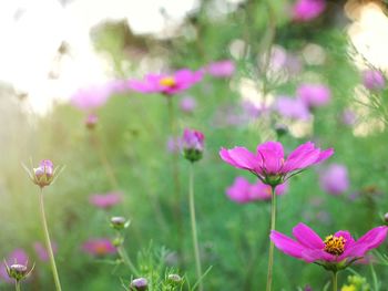 Close-up of pink flowers