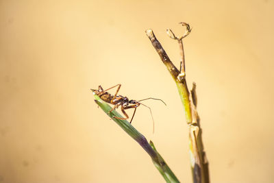 Close-up of insect on plant