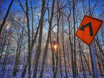 Low angle view of trees against sky during winter