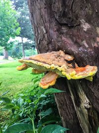 Close-up of mushroom on tree trunk