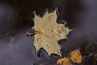 High angle view of dry leaf on lake