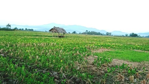 Scenic view of rice field against sky