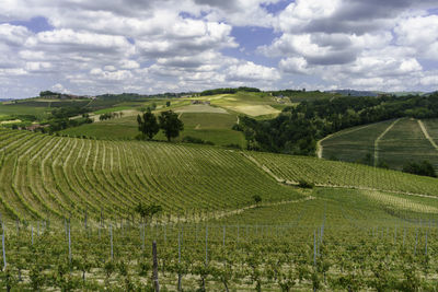 Scenic view of agricultural field against sky