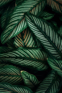 Full frame shot of palm leaves