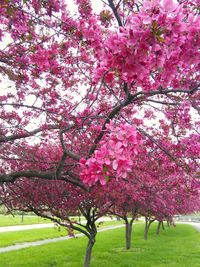 Pink flower tree against sky