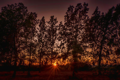 Silhouette trees in forest during sunset