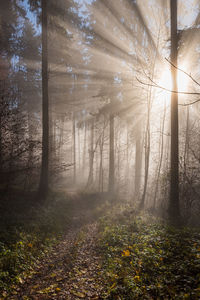 Sunlight streaming through trees in forest