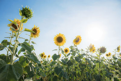 Scenic view of sunflower field against sky