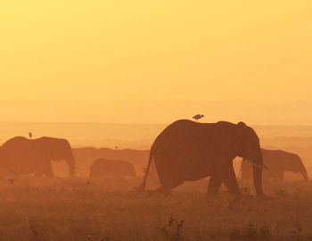 Silhouette elephant in a field