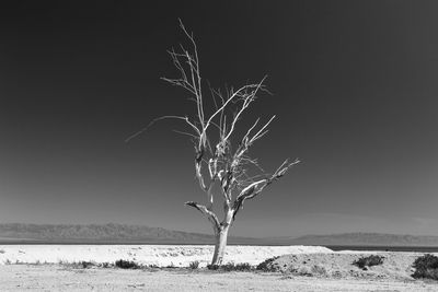 Bare tree against clear sky at salton sea