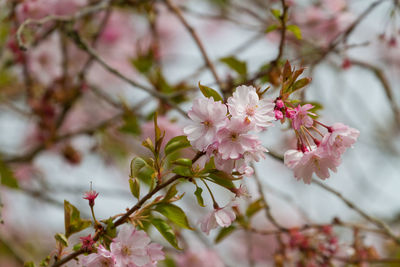 Close-up of pink cherry blossoms in spring