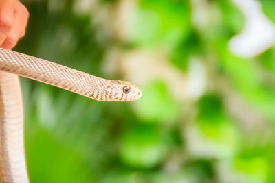 Close-up of a hand feeding