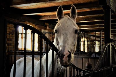 Portrait of horse in stable