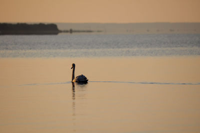 Bird flying over lake against sky during sunset