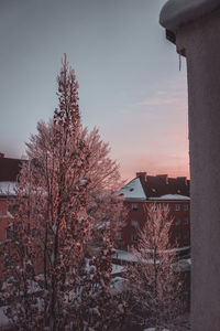 Trees and buildings against sky during winter