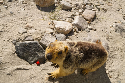 High angle view of marmot,an asian wild animal on rock