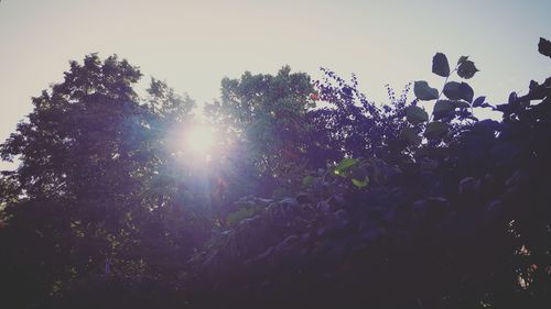 Low angle view of trees against sky