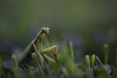 Green mantis 