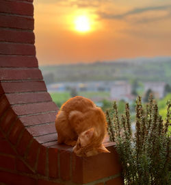 View of a cat on the wall
