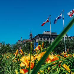 Scenic view of red flowering against clear blue sky