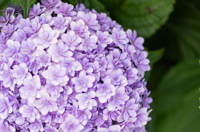 Close-up of purple flowers blooming outdoors