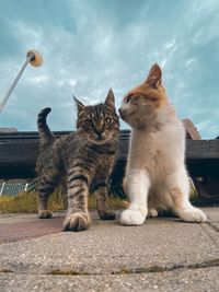 View of cats against the sky