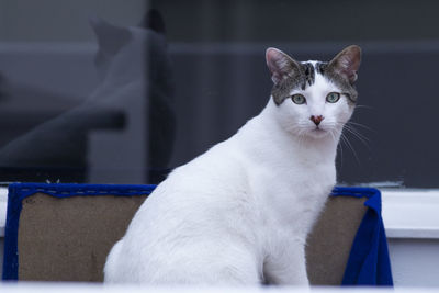 Close-up portrait of a cat