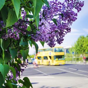 Close-up of purple flowering plant by road in city