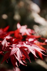 Close-up of leaves on plant